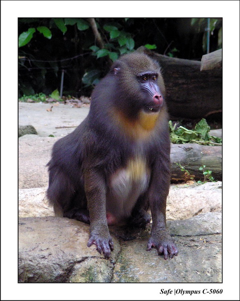 2005 - 06 - Zoo 089.JPG